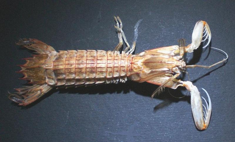 Visaya lira T.F.C. female from Philippine Is..jpg